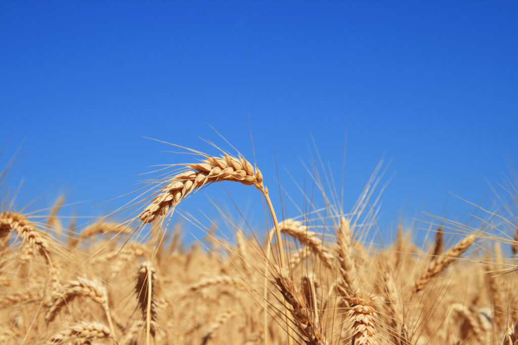 Wheat spike of field.